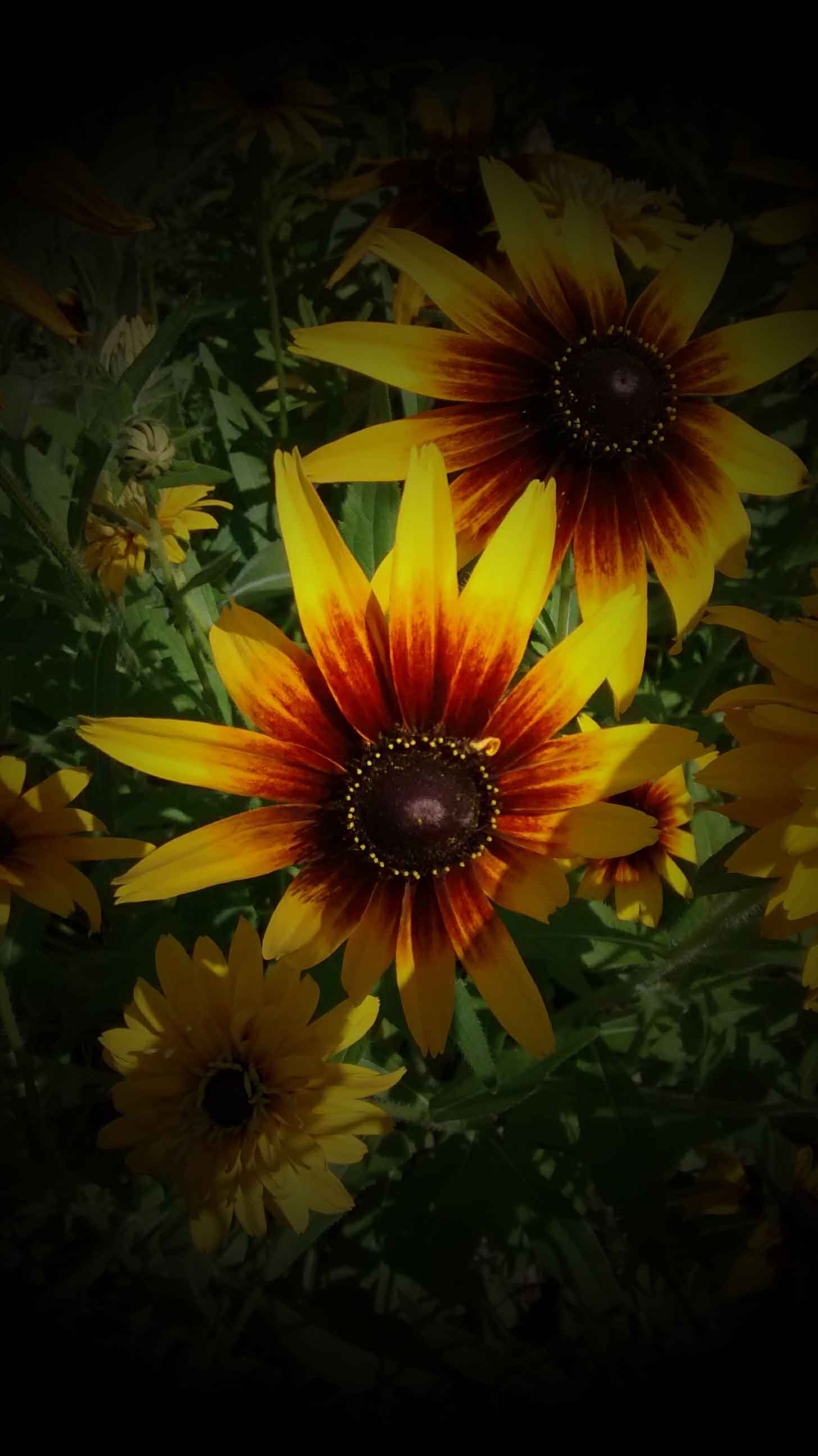 Rudbeckie