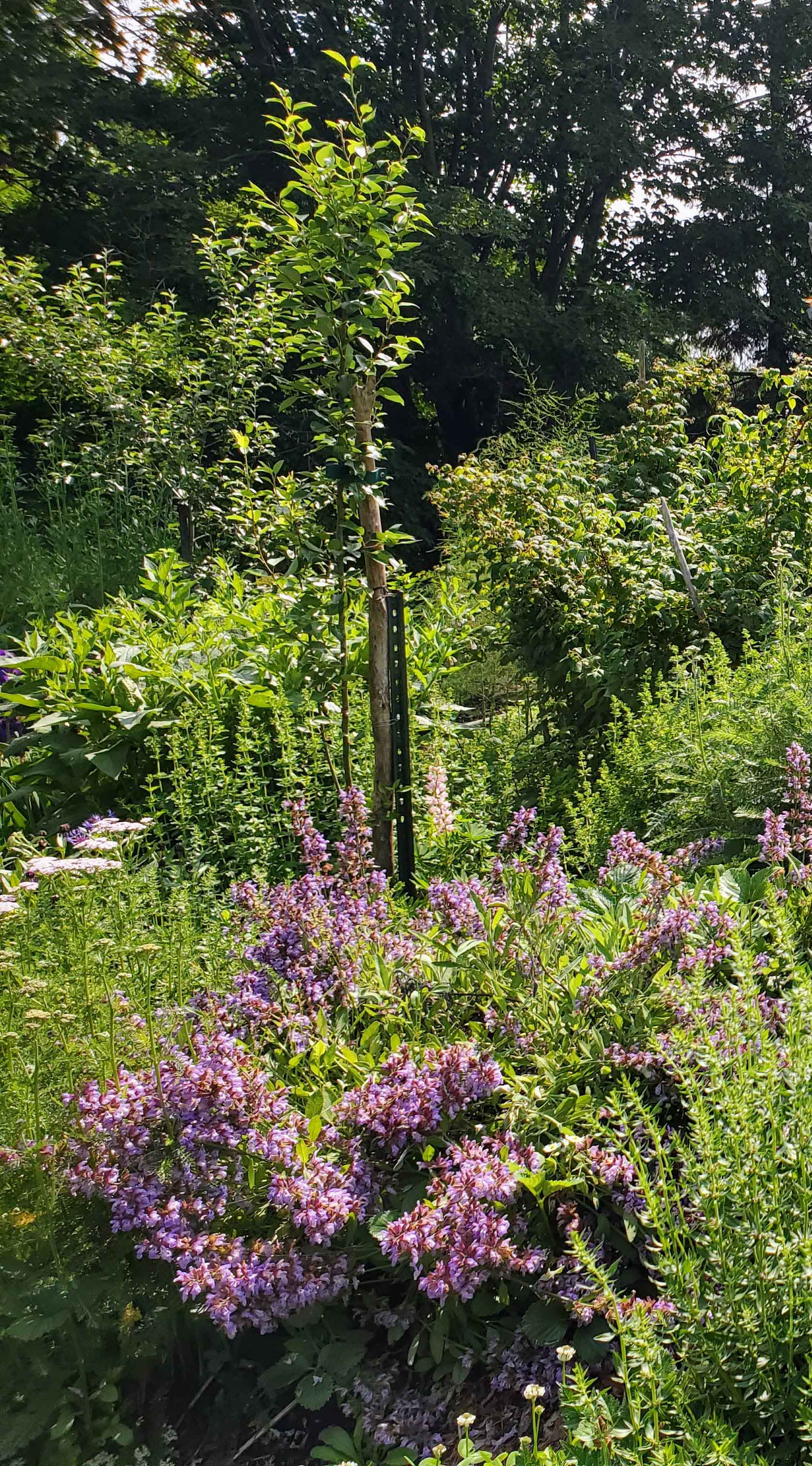 forêt nourricière